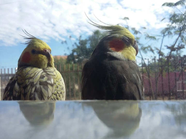 Cockatiels in love