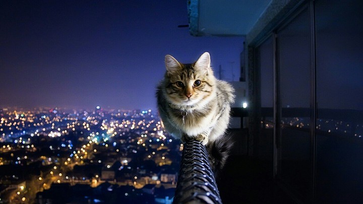 cat on rooftop