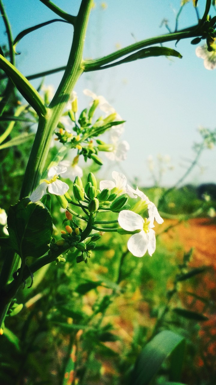 flower