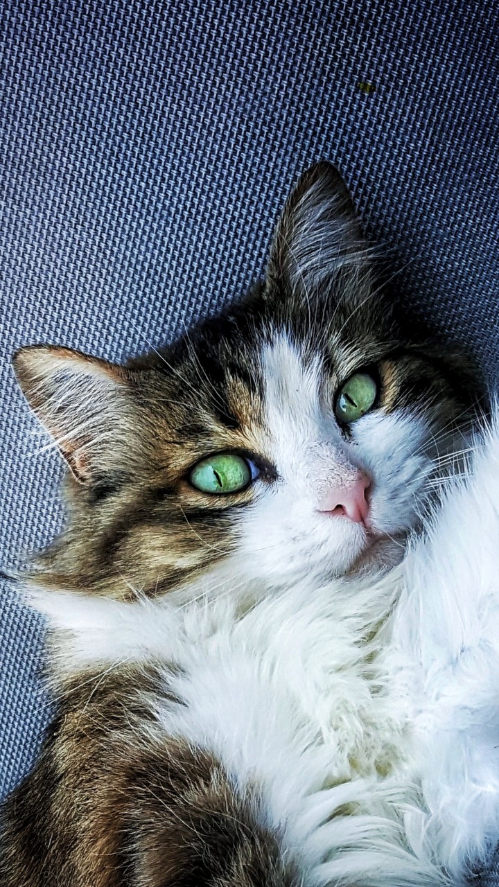 Beautiful Cat with Green Eyes