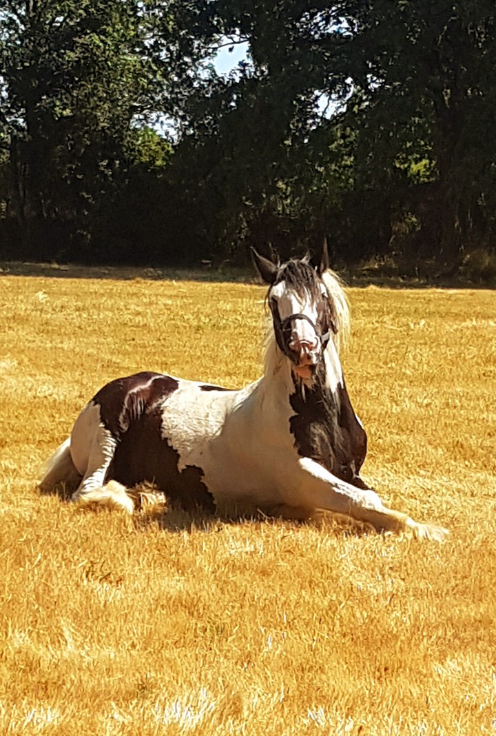 cheval