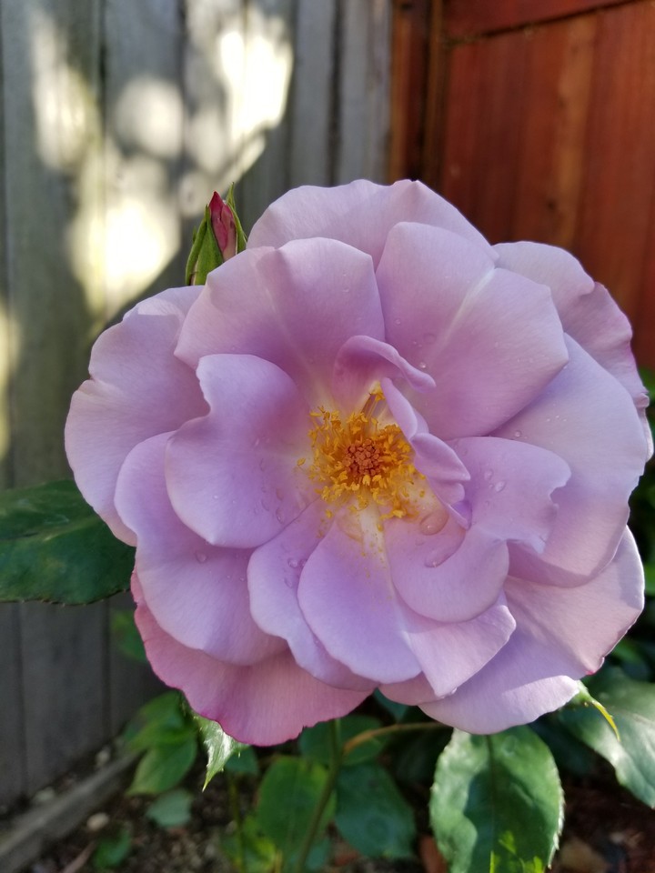 purple rose 2017