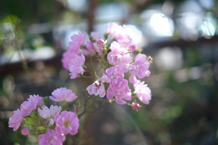 小さな花