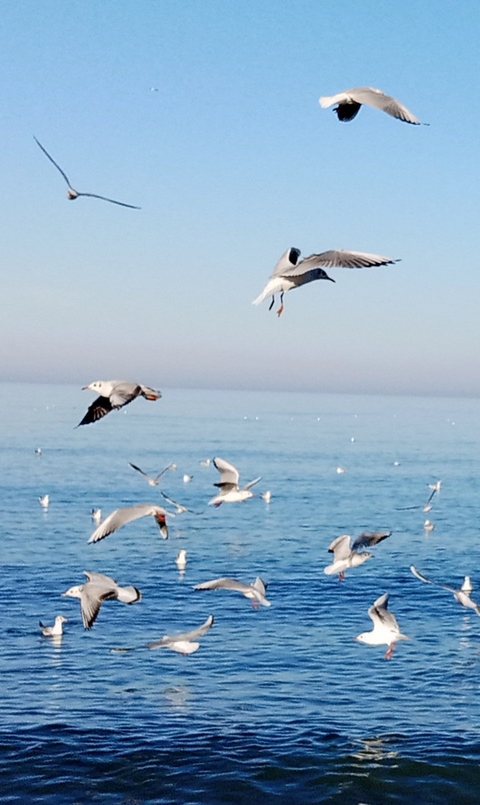 bird, liquid háttérképek