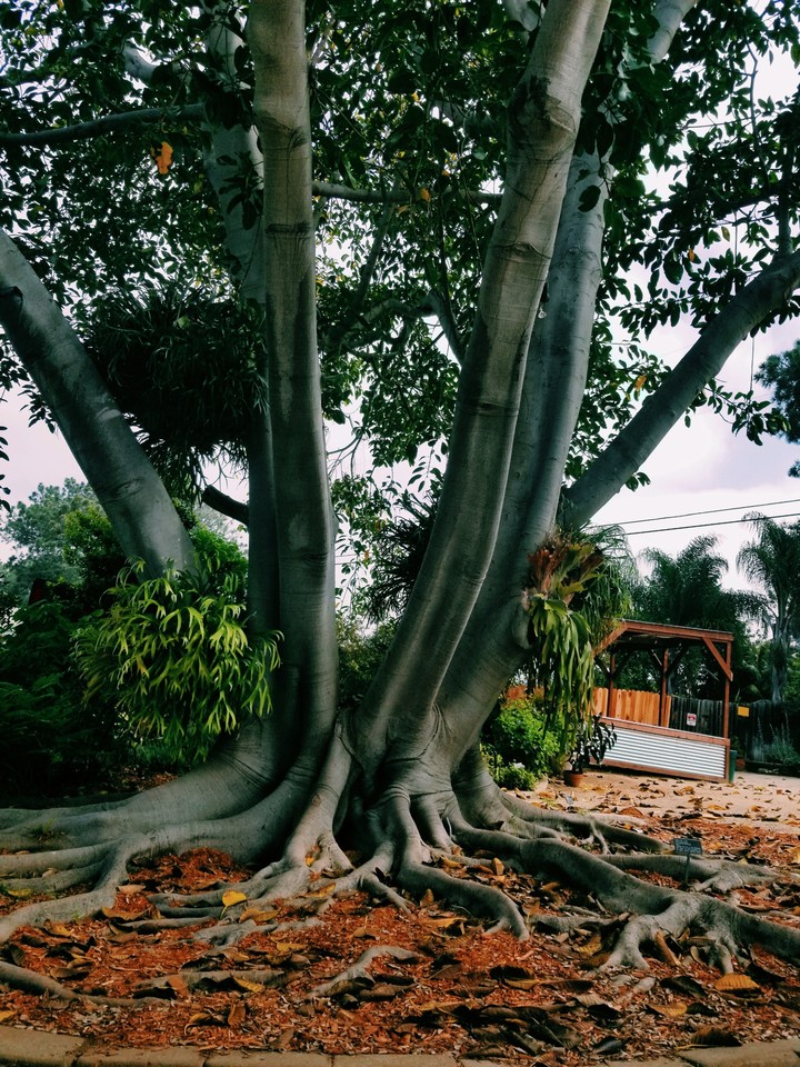 Tree roots