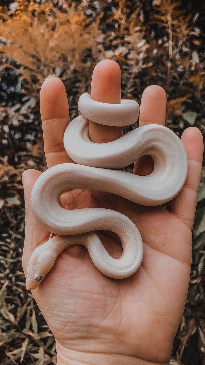 Snake