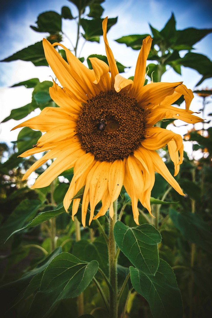 sunflower