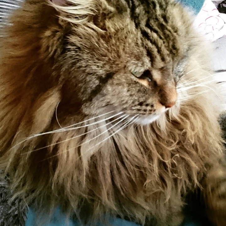 chat