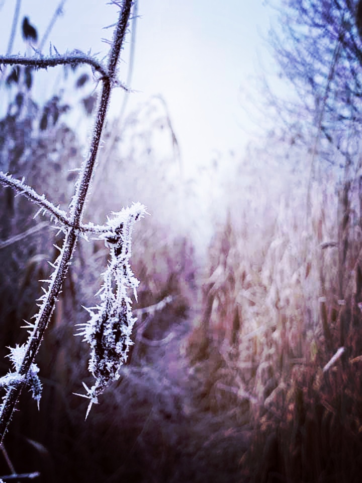 Ice Kingdom