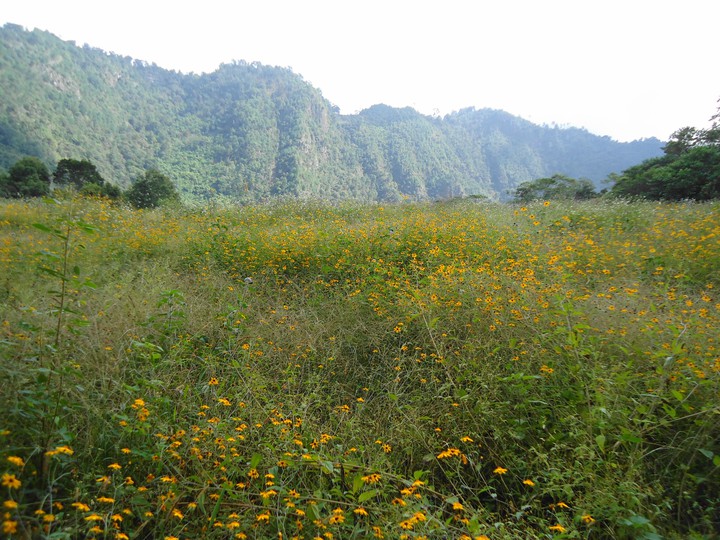 campo en flor
