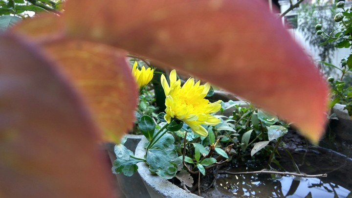 leaf flower