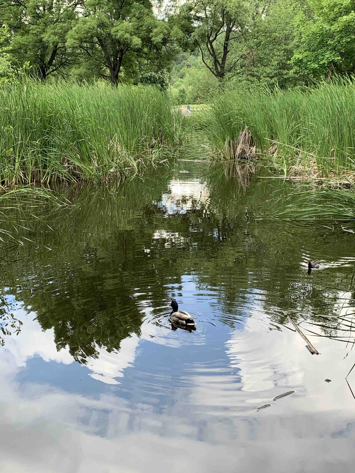 ducks