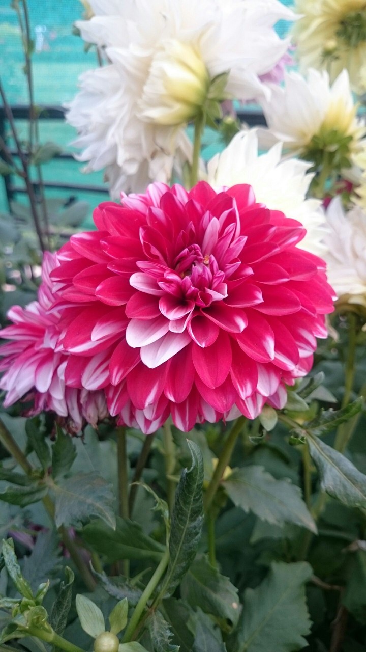 petals