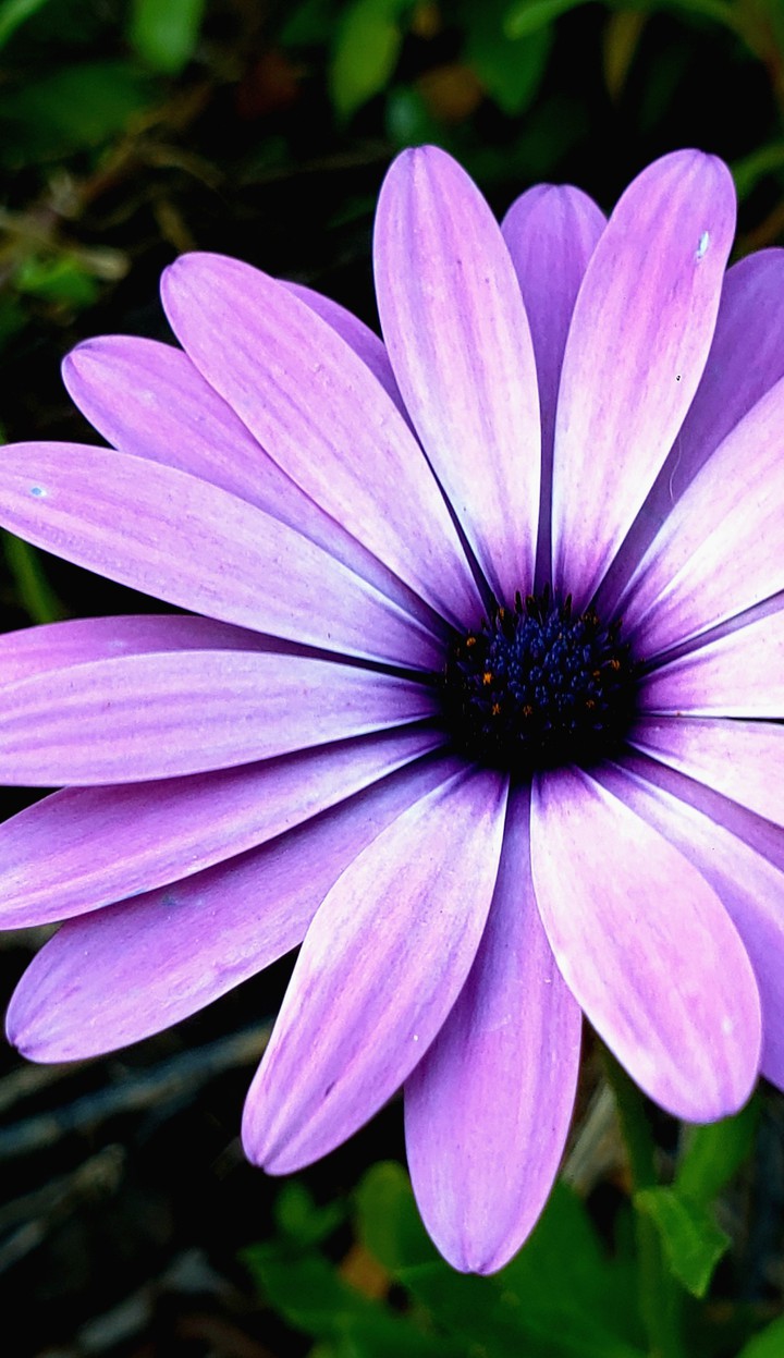 daisy