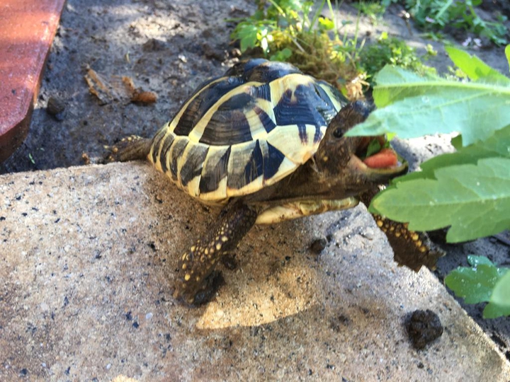 Schildkröte
