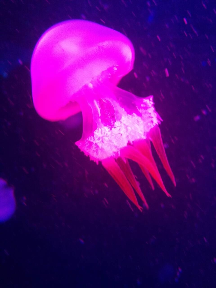 Jellyfish