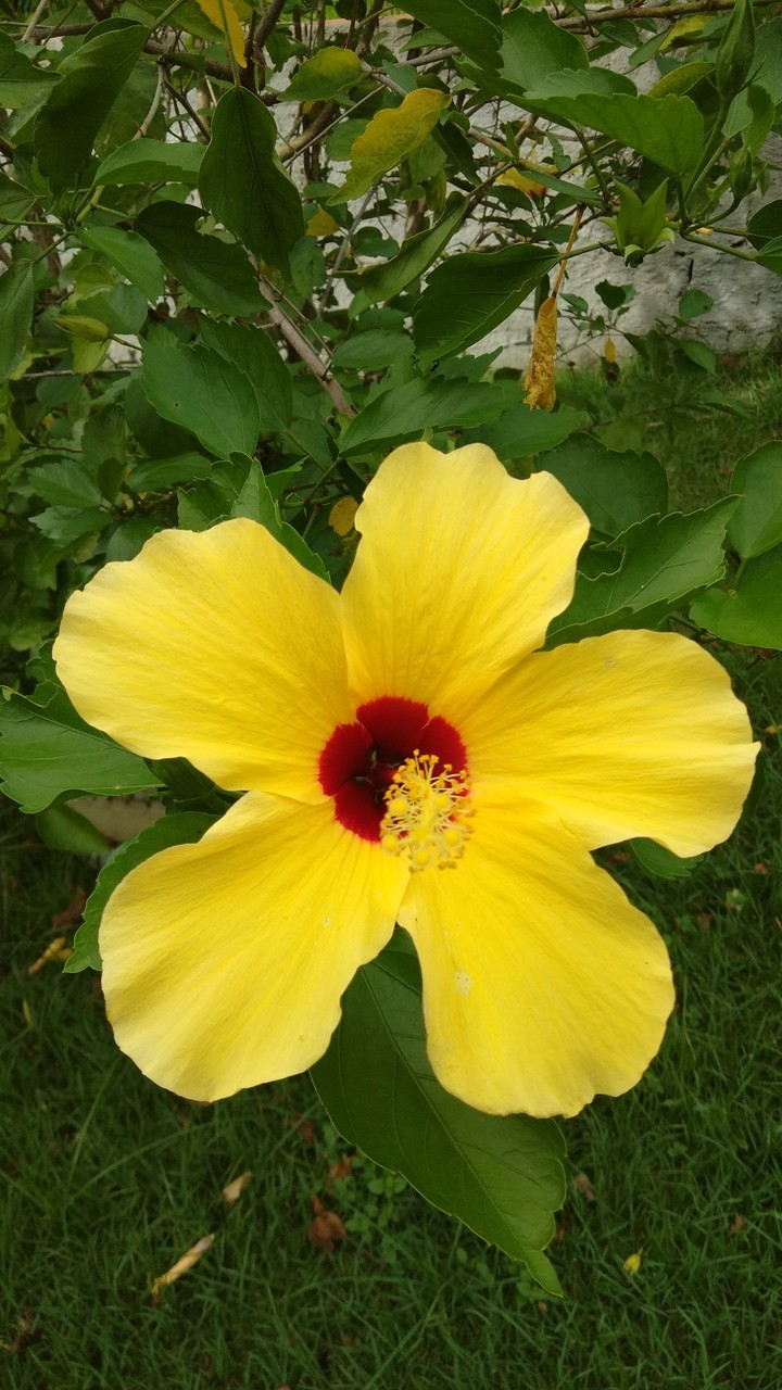 Flores