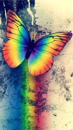 4a8mb97   butterfly