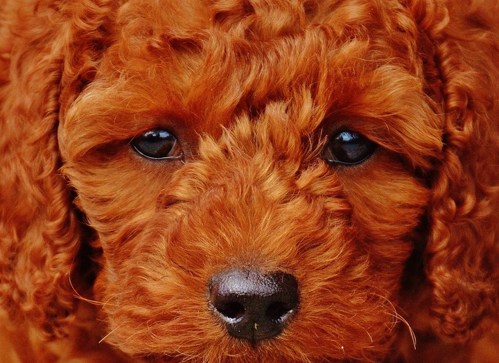 [Video Wallpaper] Poodle