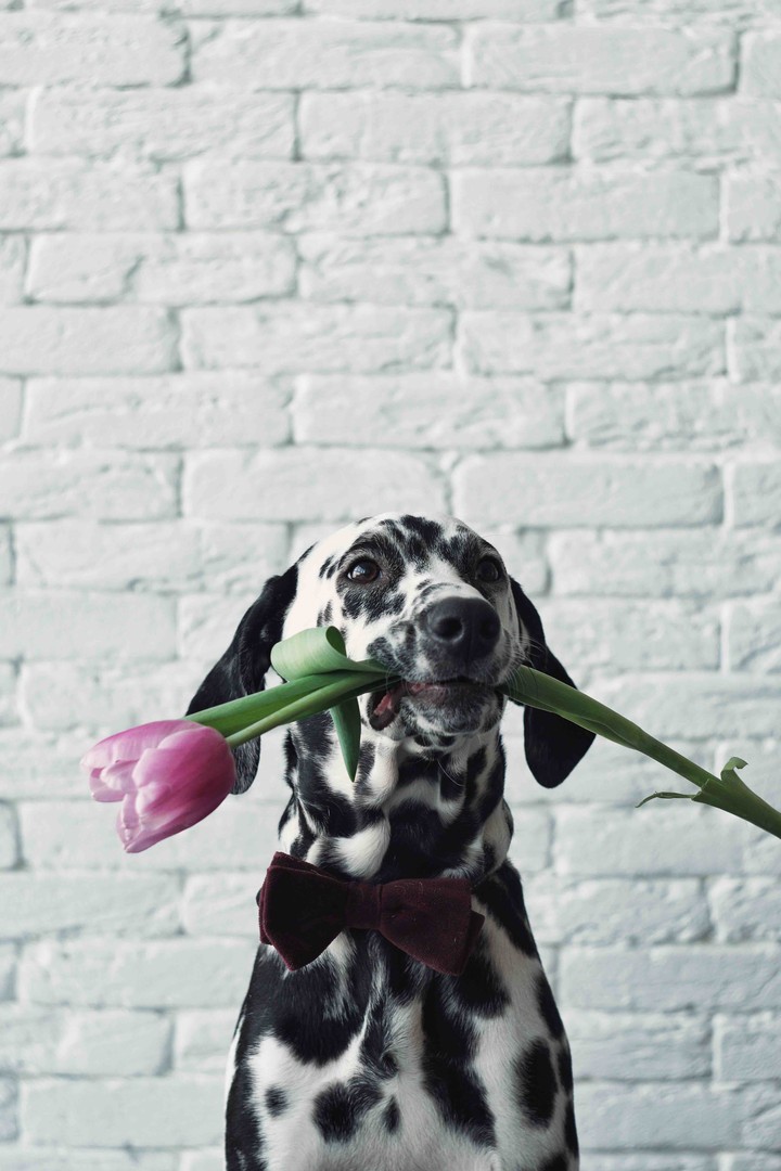 dalmatian Oscar
