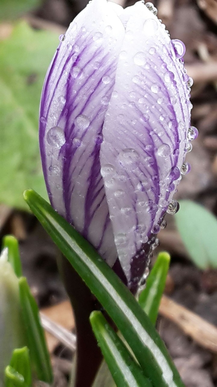 Regen perlen weiß lila