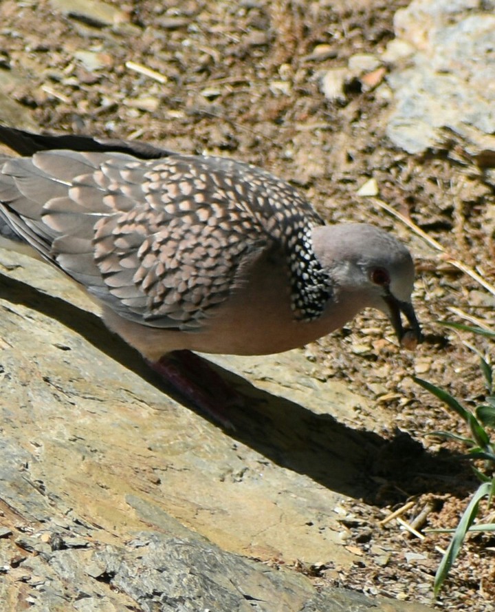 Dotted Dove