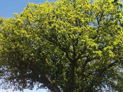 tree