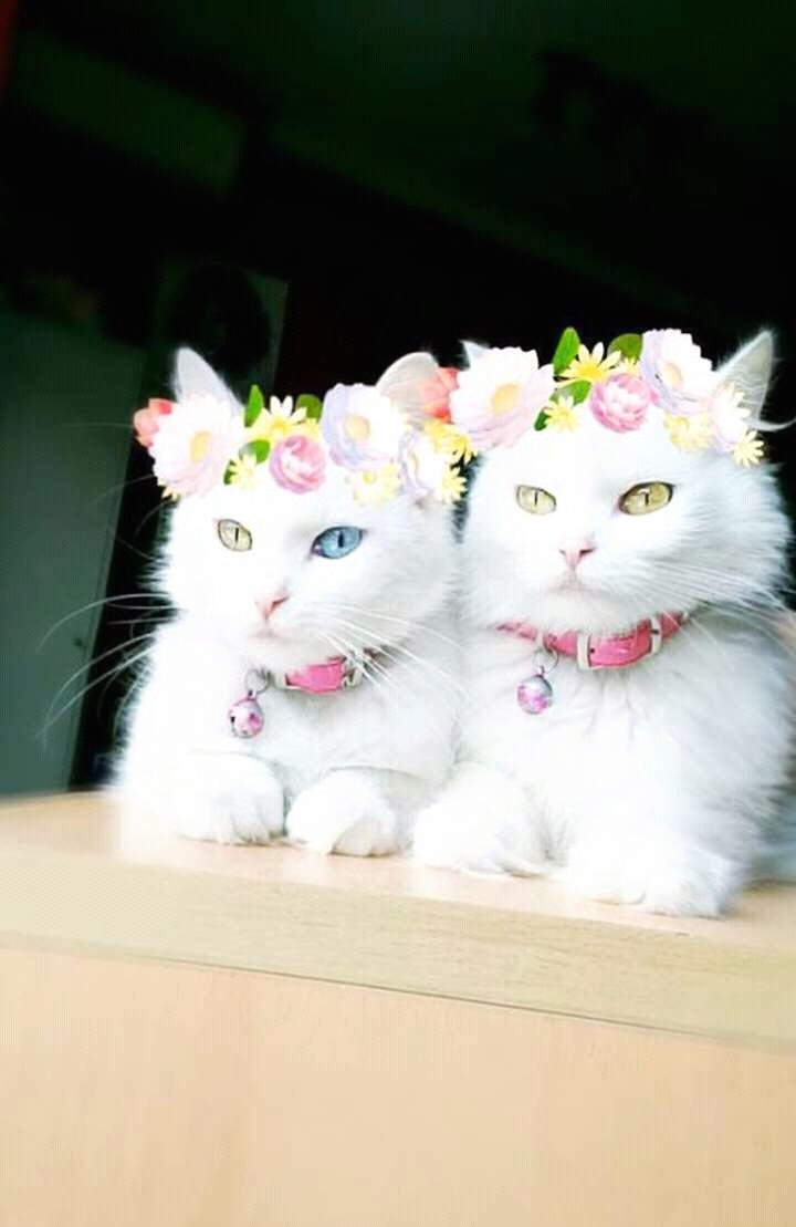 White Cat