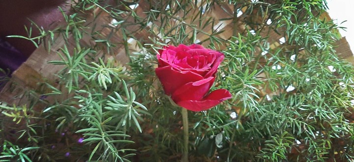flowers
