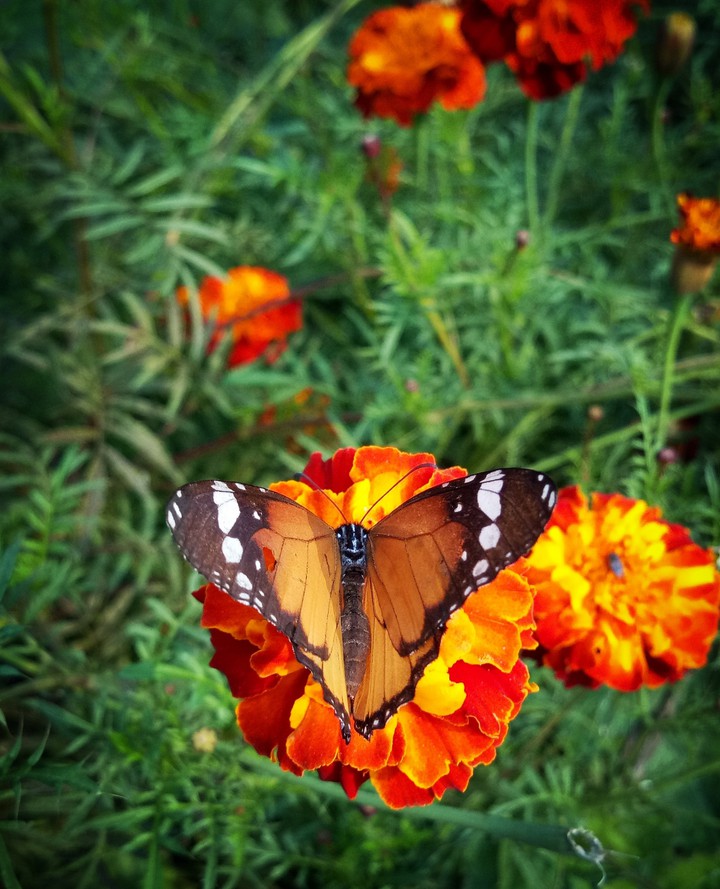 Butterfly on Marigold