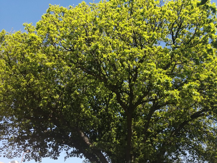 tree