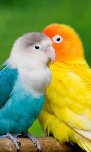 love birds