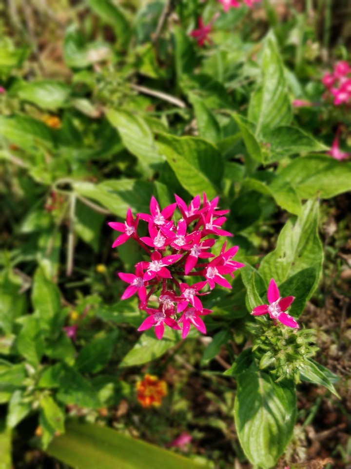 Pretty pink flowers