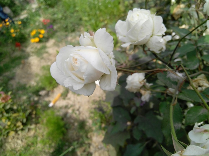 rose2