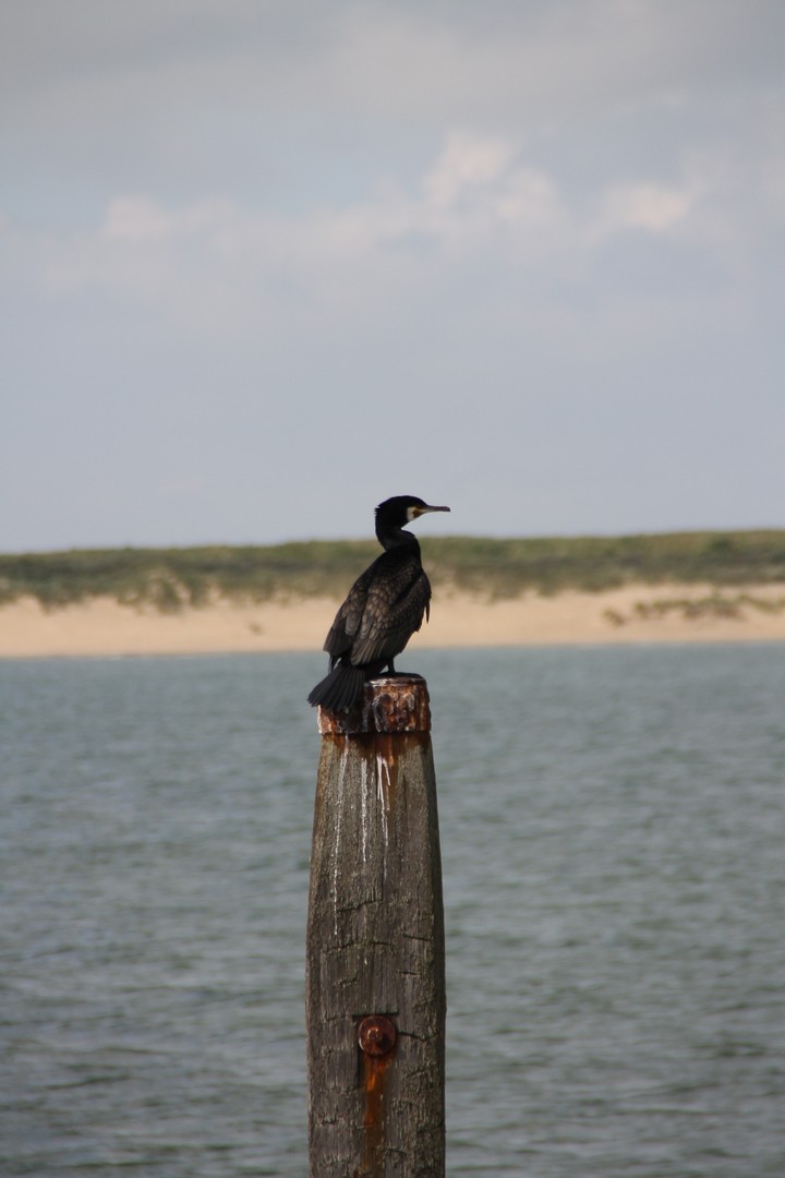 bird