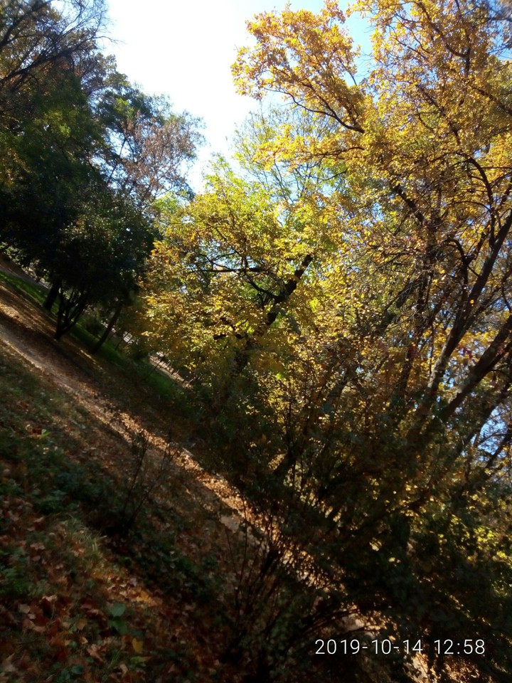 forest
