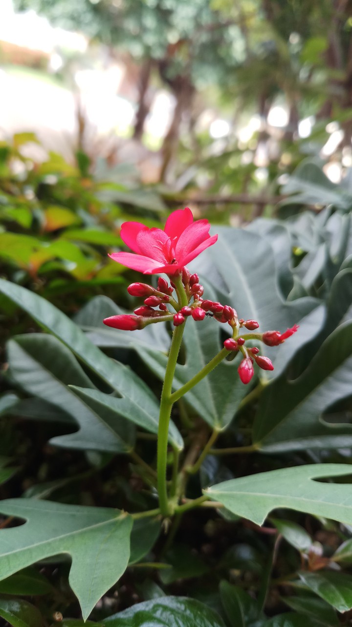 some kind of flower