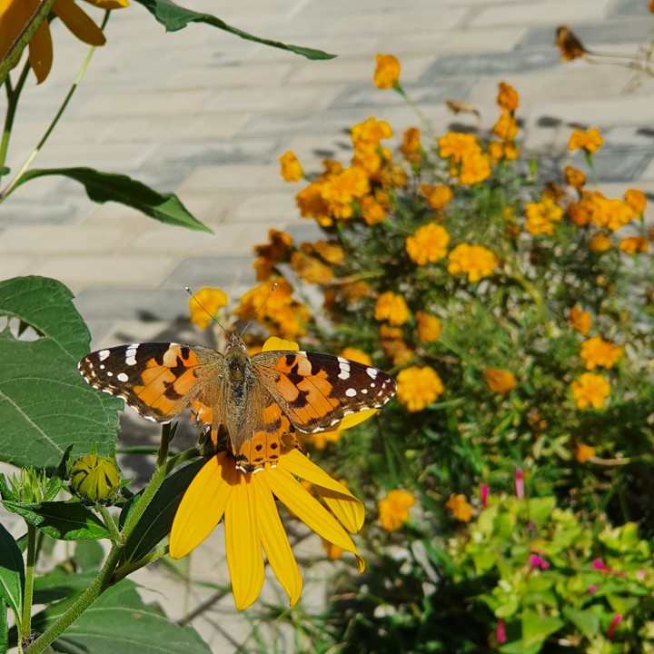 butterfly