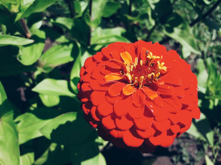 red beauty