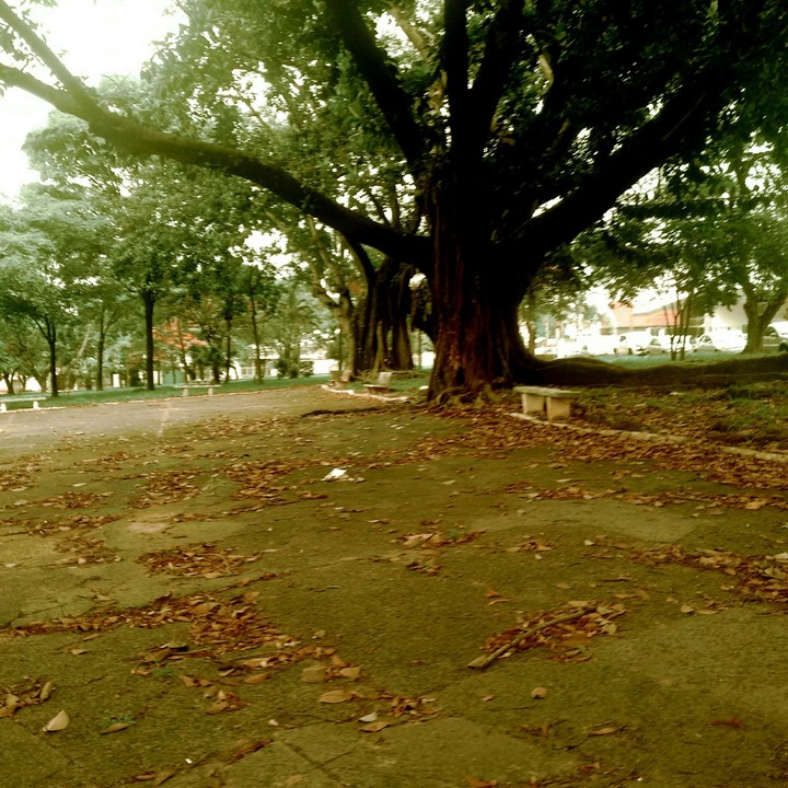 Americana SP