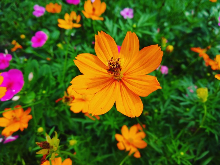 Red Flower
