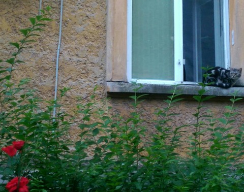 window kitty