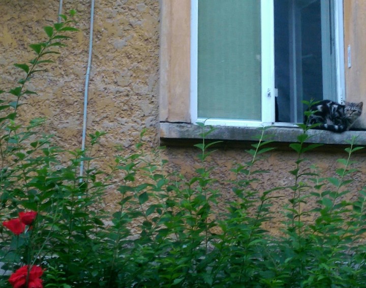 window kitty
