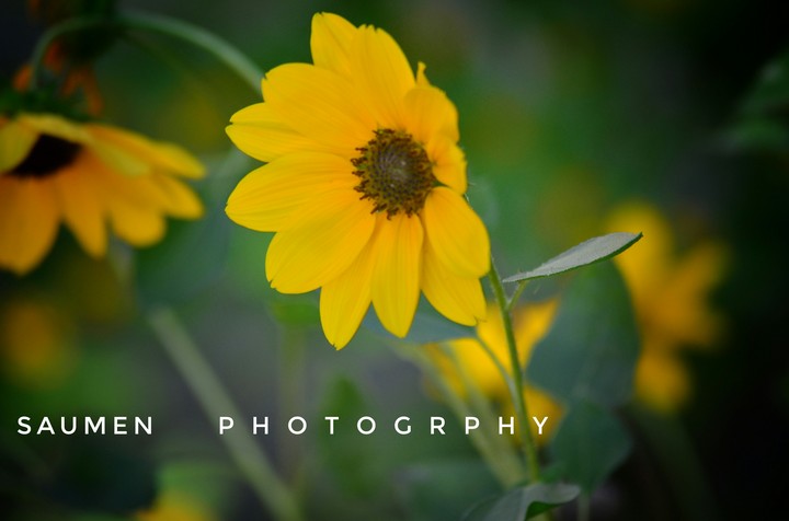 Sun flower