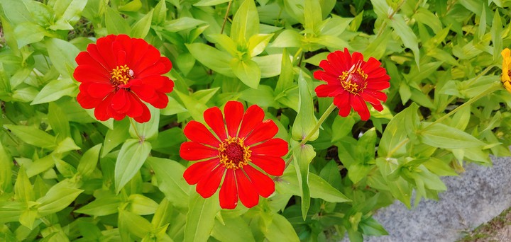 Summer  flowers^^