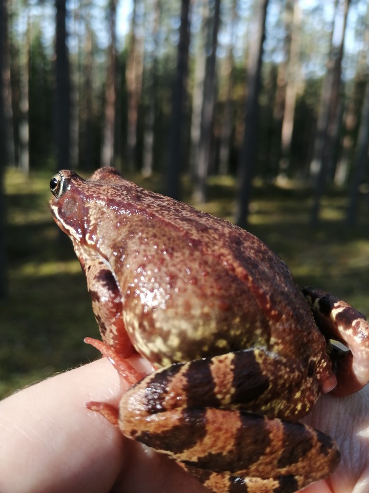 жаба