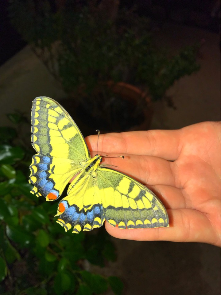 butterfly