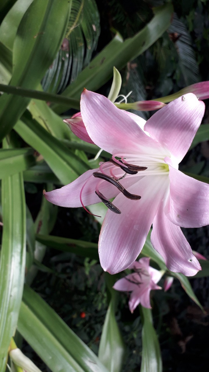 pink lily