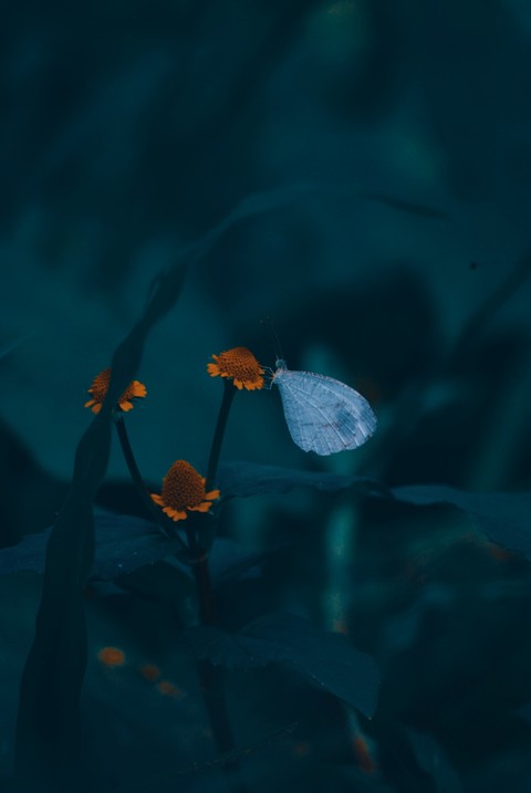 Flower Story