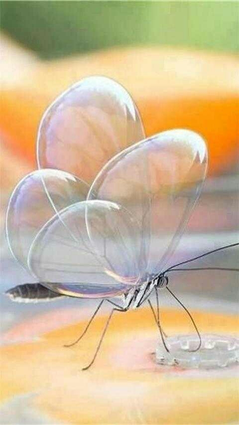 Butterfly 5 .